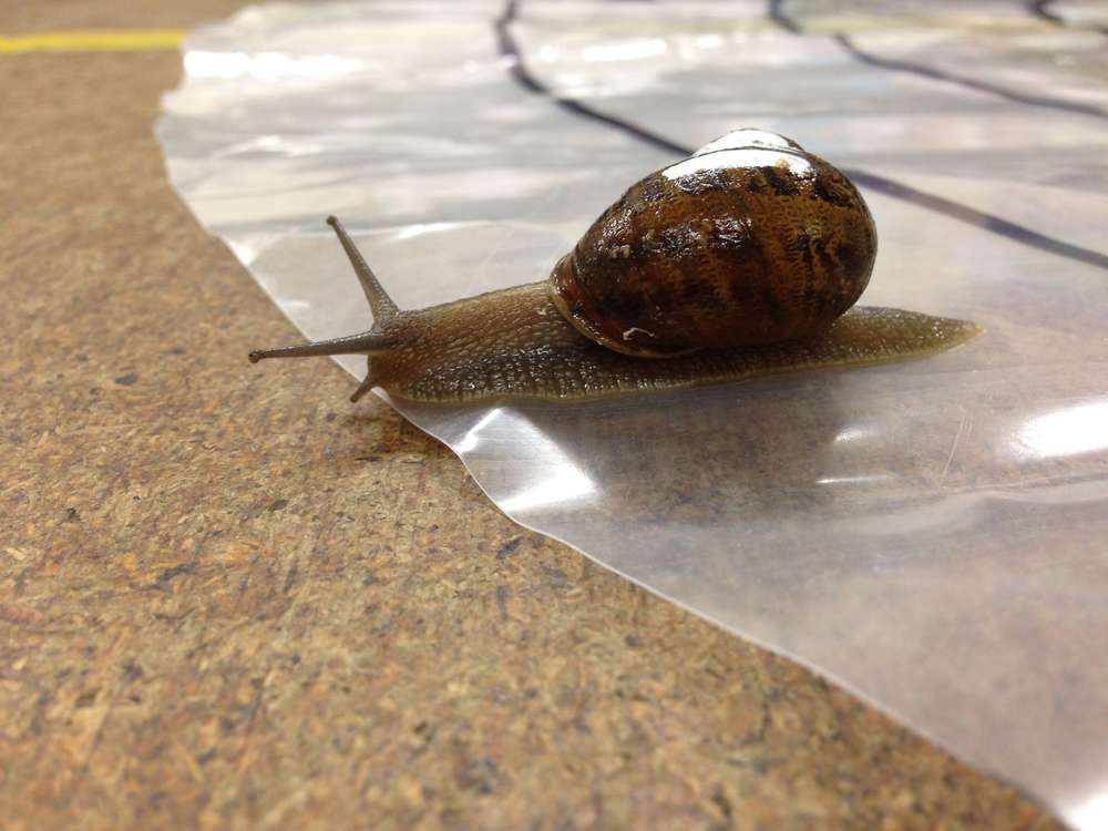 Snail racing